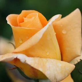Glenfiddich Floribunda Rose (Rosa Glenfiddich) 1